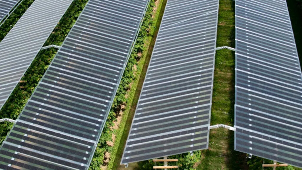 BayWa’s Agri-PV project in the Netherlands