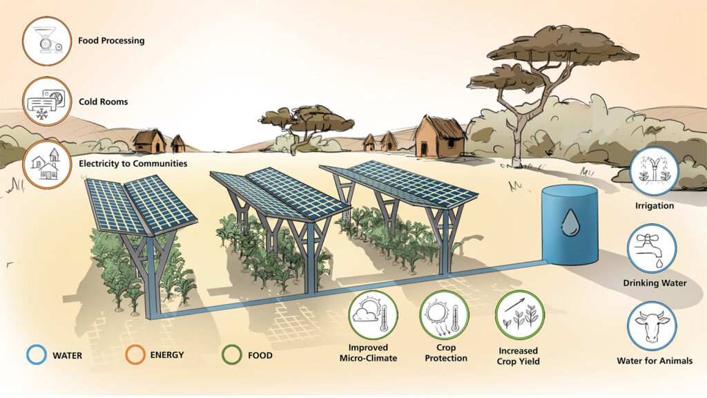 Agrivoltaics: How solar panels are changing agriculture