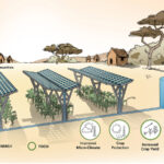 Agrivoltaics: How solar panels are changing agriculture
