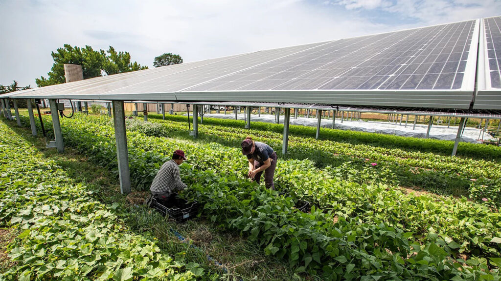 Agricultural photovoltaic